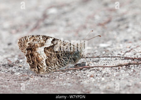 Papillon de l'ombre (semele) Clotilde, Dorset, UK, juillet. Banque D'Images