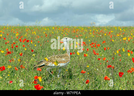 Grande outarde (Otis tarda) juvenile éclos dans le Wiltshire à partir d'oeufs pris sous licence en Espagne. Banque D'Images