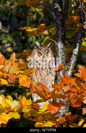 Long-eared Owl (Asio otus) perché. Captive, originaire de l'hémisphère Nord. Banque D'Images