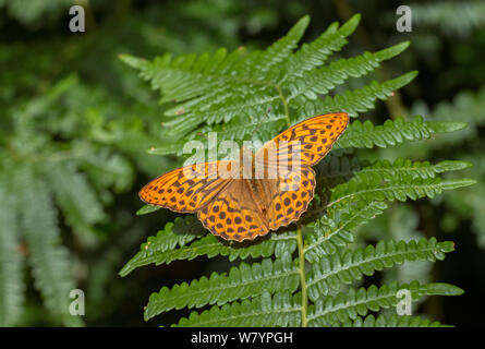 Silver-lavé fritillary (Argynnis paphia papillon) England, UK, juillet. Banque D'Images