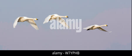 &# 39;Bewick s swan (Cygnus columbianus) groupe flying, Gloucestershire, Royaume-Uni, décembre. Banque D'Images