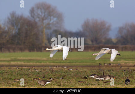 &# 39;Bewick s swan (Cygnus columbianus) battant, Gloucestershire, Royaume-Uni, décembre. Banque D'Images