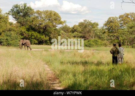 Photographe Steve O Taylor avec guide tournage éléphants près de points d'eau, bull agressif éléphant africain (Loxodonta africana). Bwabwata Conservancy, la Namibie. Banque D'Images