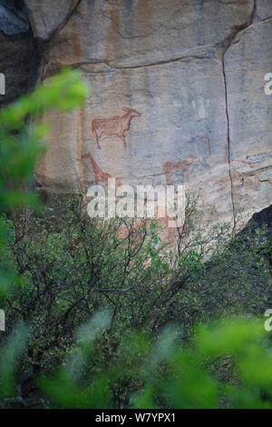 Les peintures rupestres, Tsodilo hills Site du patrimoine mondial de l'UNESCO, le Botswana. Banque D'Images