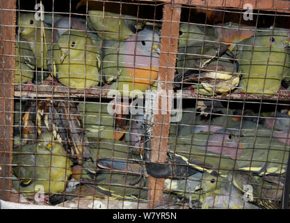 Vert à col rose (Treron vernans pigeon) à vendre dans les cages, Singkawang, l'ouest de Kalimantan, la partie indonésienne de Bornéo. Juillet 2010. Banque D'Images