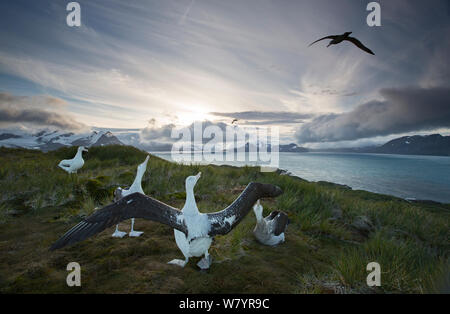 Albatros (Diomedea exulans), engagées dans l'affichage d'accouplement. L'île de Géorgie du Sud, Sud de l'océan. Banque D'Images