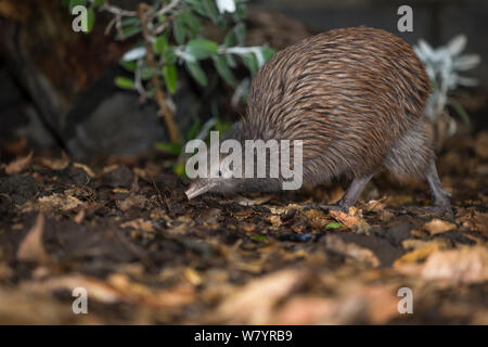 Brown kiwi (Apteryx mantelli) dans maison nocturne, où l'éclairage artificiel produit la lumière du jour, cycle inversé Orana Wildlife Park, Christchurch, île du Sud, Nouvelle-Zélande, février. Prisonnier Banque D'Images