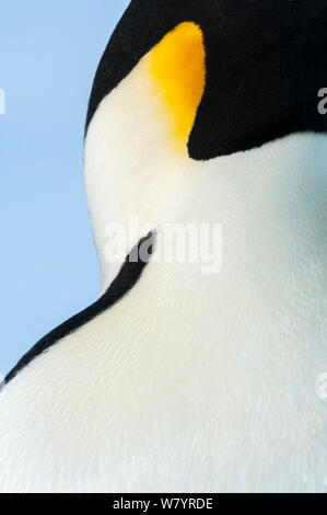 Manchot Empereur (Aptenodytes forsteri) close up, Amanda Bay, Baie Prydz, Ingrid Christensen, la Côte Est de l'Antarctique, novembre. Banque D'Images