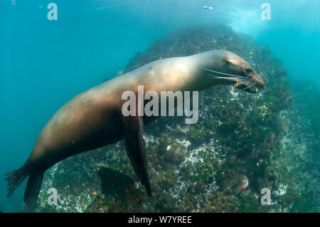 Lion de mer Galapagos (Zalophus wollebaeki) natation, Punta Vicente Roca, l'île Isabela, Galapagos, Equateur, juin. Banque D'Images