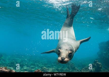 Lion de mer Galapagos (Zalophus wollebaeki) natation, îlot Champion, près de Floreana, Galapagos, Equateur, mai. Banque D'Images