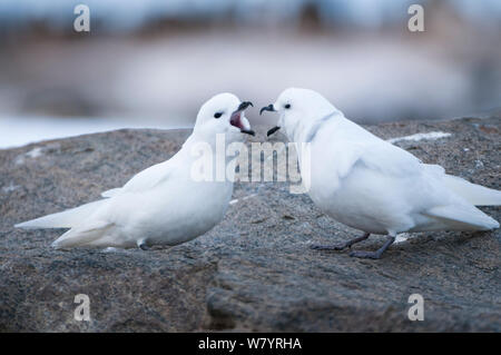 Pétrel des Neiges (Pagodroma nivea) deux en interaction dynamique. Prydz Bay, près de la station de Davis, collines Vestfold, Ingrid Christensen, la Côte Est de l'Antarctique, novembre. Banque D'Images