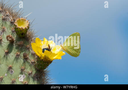 Papillon Galapagos (Phoebis sennae marcellina) à partir de l'alimentation (Opuntia Opuntia sp) fleur de cactus endémique avec abeille charpentière (Xylocopa darwinii) Alcedo Volcan, l'île Isabela, Galapagos, Equateur, mai. Banque D'Images