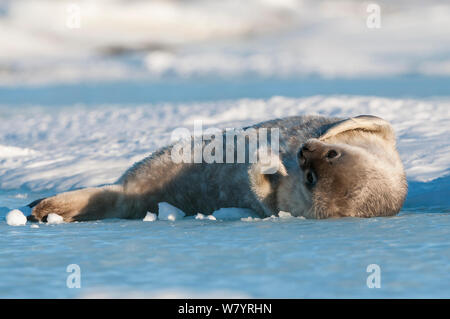 Phoque de Weddell (Leptonychotes weddellii) pup, Prydz Bay, près de la station de Davis, collines Vestfold, Ingrid Christensen, la Côte Est de l'Antarctique, novembre. Banque D'Images