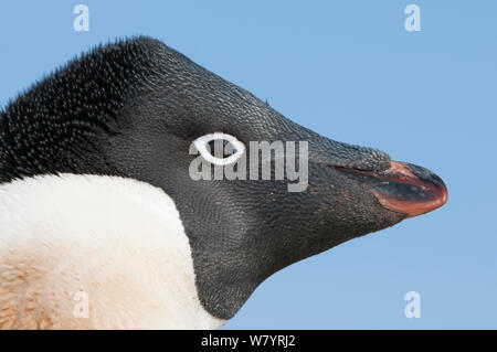 Manchot Adélie (Pygoscelis adeliae) close up portrait, Prydz Bay, près de la station de Davis, collines Vestfold, Ingrid Christensen, la Côte Est de l'Antarctique, novembre. Banque D'Images