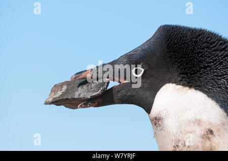 Manchot Adélie (Pygoscelis adeliae) tenue rock en bec, Prydz Bay, près de la station de Davis, collines Vestfold, Ingrid Christensen, la Côte Est de l'Antarctique, novembre. Banque D'Images