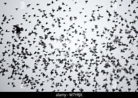 Busard des roseaux (Circus aeruginosus) voler dans un étourneau sansonnet (Sturnus vulgaris) troupeau, Norfolk, Angleterre, Royaume-Uni. Octobre. Banque D'Images