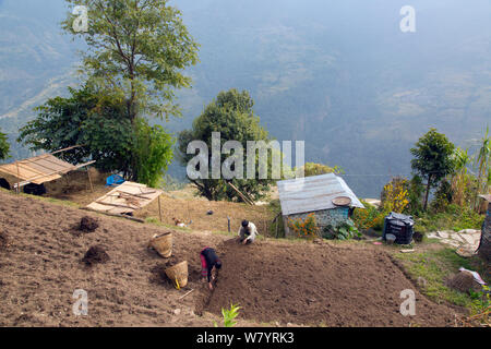 Les agriculteurs la préparation de sol après la récolte près de village de montagne de Ghandruk, Modi Khola, vallée de l'Himalaya, au Népal. Novembre 2014. Banque D'Images