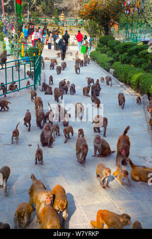 Grand nombre de Macaques Rhésus (Macaca mulatta) du Monkey Temple ou Swayambhunath, Katmandou, Népal. Novembre 2014. Banque D'Images