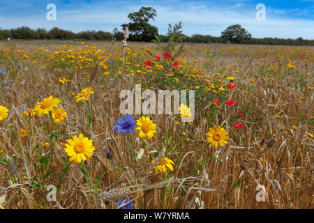 Les grandes plantes, dont le maïs, tagètes (Chrystanthemum segetum), bleuet (Centaurea cyanus) et coquelicot (Papaver rhoeas) croissant en matière organique de la récolte d'orge (Hordeum vulgare, Norfolk, Angleterre, Royaume-Uni. Juillet. Banque D'Images