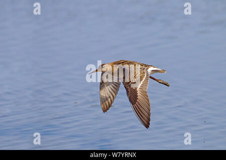 Le Combattant varié (Philomachus pugnax) en vol, la réserve RSPB Titchwell, Norfolk, Angleterre, Royaume-Uni. Septembre. Banque D'Images