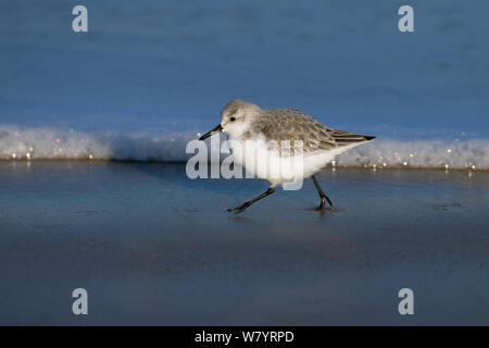 Bécasseau sanderling (Calidris alba) le long de la ligne de marée, Norfolk, Angleterre, Royaume-Uni. Janvier. Banque D'Images