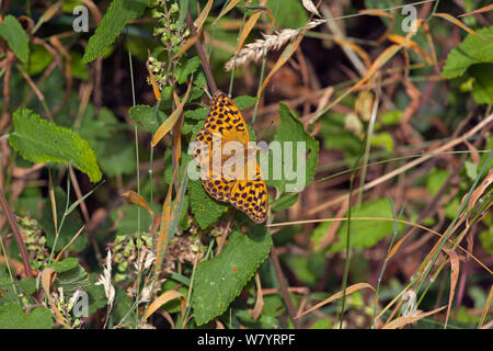 Silver-lavé fritillary (Argynnis paphia) soleil lui-même sur la feuille, East Anglia, Angleterre, Royaume-Uni. Juillet. Banque D'Images