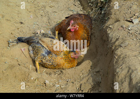 Les poules domestiques (Gallus gallus domesticus) Bain de poussière, au Népal. Novembre. Banque D'Images