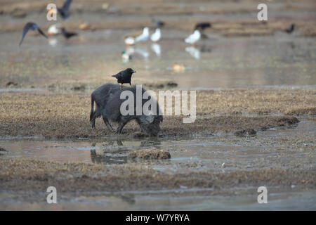 Gros-bec-de-Corbeau (Corvus macrorhynchos) perché sur le dos de sanglier (Sus scrofa) se nourrissent dans la vase du lac Napahai, Zhongdian County, Province du Yunnan, Chine. Janvier. Banque D'Images