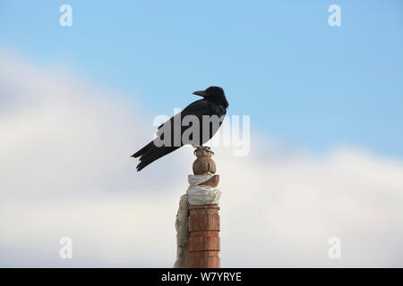 Gros-bec-de-corbeau (Corvus macrorhynchos) perché sur post, lac Napahai, Zhongdian County, Province du Yunnan, Chine. Janvier. Banque D'Images