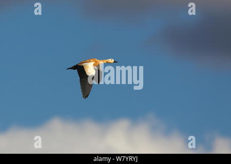 Tadorne Casarca (Tadorna ferruginea) en vol contre ciel nuageux, lac Napahai, Zhongdian County, Province du Yunnan, Chine. Janvier. Banque D'Images