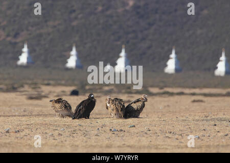 Cinereous vulture (Platycnemis monachus) et Himalayan griffon Gyps himalayensis) (avec les stupas en arrière-plan, lac Napahai, Zhongdian County, Province du Yunnan, Chine. Janvier. Banque D'Images