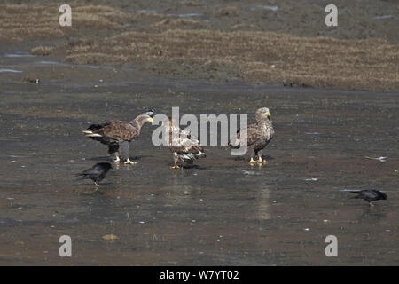 Des pygargues à queue blanche (Haliaeetus albicilla) avec deux jeunes adultes, debout dans le limon entourant le lac Napahai, Zhongdian County, Province du Yunnan, Chine. Janvier. Banque D'Images