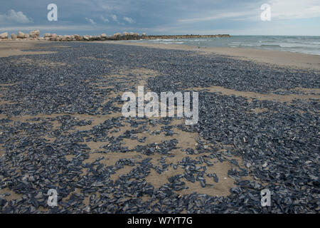 Masse de by-the-wind sailor (Velella velella) méduses échouées sur la plage, Camargue, France, mai. Banque D'Images