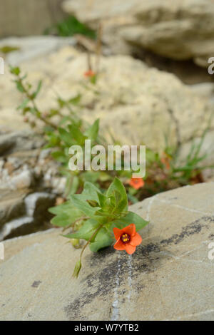 Mouron rouge (Anagallis arvensis) croissant sur mer à la base d'une falaise, Cornwall, UK, septembre. Banque D'Images