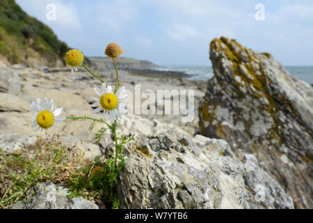 Camomille (Tripleurospermum maritimum mer) floraison sur mer à la base d'une falaise, près de Falmouth, Cornwall, UK, septembre. Banque D'Images