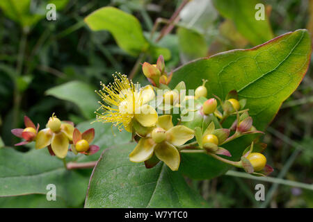 Tutsan (Hypericum androsaemum) floraison dans une haie, Cornwall, UK, juin. Banque D'Images