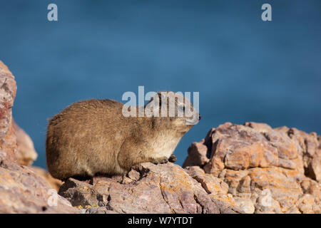 (Procavia capensis Rock Hyrax) au soleil sur les rochers côtiers, Afrique du Sud, décembre. Banque D'Images