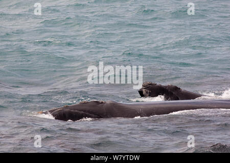 Baleine franche australe (Eubalaena australis) mère et son petit à la surface près de côtes, Hermanus, Afrique du Sud, novembre. Banque D'Images