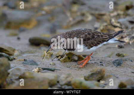 Tournepierre à collier (Arenaria interpres) se nourrit de crabes, Côte Atlantique, Vendée, France, février. Banque D'Images