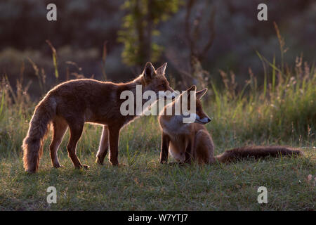 European red fox (Vulpes vulpes crucigera) rétroéclairé deux renards au crépuscule. Les Pays-Bas. Juillet. Banque D'Images