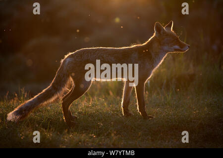 European red fox (Vulpes vulpes crucigera rétroéclairé) au coucher du soleil. Les Pays-Bas. Juin Banque D'Images