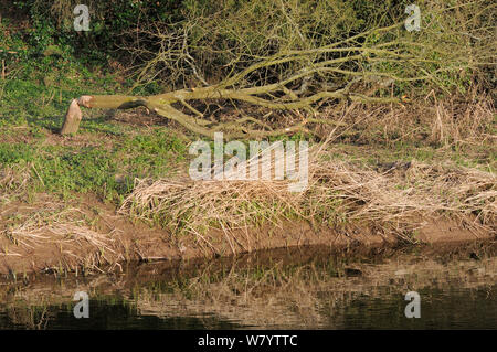 Arbre abattu par le castor d'Eurasie (Castor fiber) sur les rives de la loutre de rivière, Devon, UK, mars. Banque D'Images