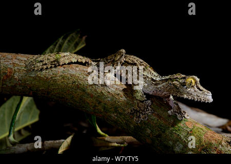 Gecko à queue de feuille moussus (Uroplatus sikorae) captive, se produit à Madagascar. Banque D'Images