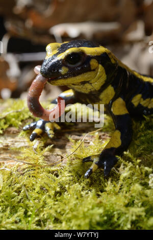Salamandre (Salamandra salamandra incendie) manger un ver de terre, Poitou, France. Mars. Banque D'Images