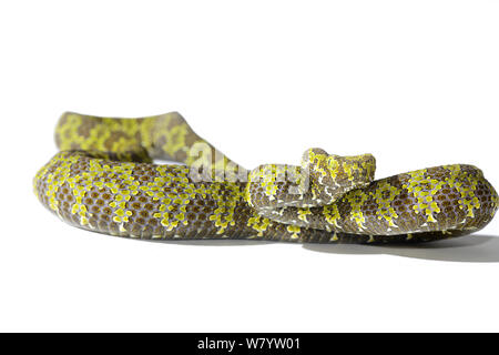 (Trimeresurus mangshanensis pitviper Mangshan) sur fond blanc. En captivité, se produit dans les provinces du Hunan et du Guandong, en Chine. Les espèces en voie de disparition. Banque D'Images