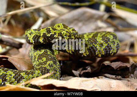 (Trimeresurus mangshanensis pitviper Mangshan) captive, se produit dans les provinces du Hunan et du Guandong, en Chine. Les espèces en voie de disparition. Banque D'Images