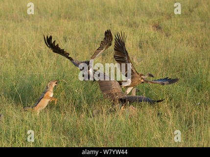 Le Chacal à dos noir (Canis mesomelas) essaie de combattre les vautours à dos blanc (Gyps africanus) tandis que les charognards buffle cadavre caché dans l'herbe. Parc national de Tarangire, Tanzanie Banque D'Images