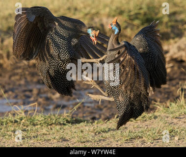 Pintade de Numidie (Numida meleagris) combats, Lake, Ndutu Serengeti, Tanzanie. Banque D'Images