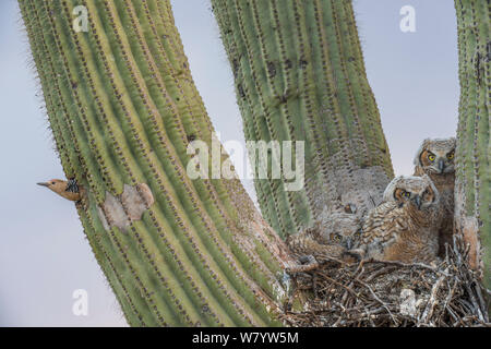 Grand-duc d'Amérique (Bubo virginianus) poussins de nicher dans des cactus Saguaro (Carnegiea gigantea) et Gila Woodpecker (Melanerpes uropygialis) au nid, les montagnes Santa Catalina, Arizona, USA, mai. Banque D'Images