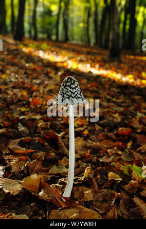 Inkcap Magpie (champignon Coprinus picaceus) croissant en bois de hêtre, and Banstead Woods SSSI, North Downs. Surrey, UK, octobre. Banque D'Images